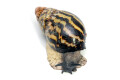 Archachatina papyracea adelinae Cameroon adult